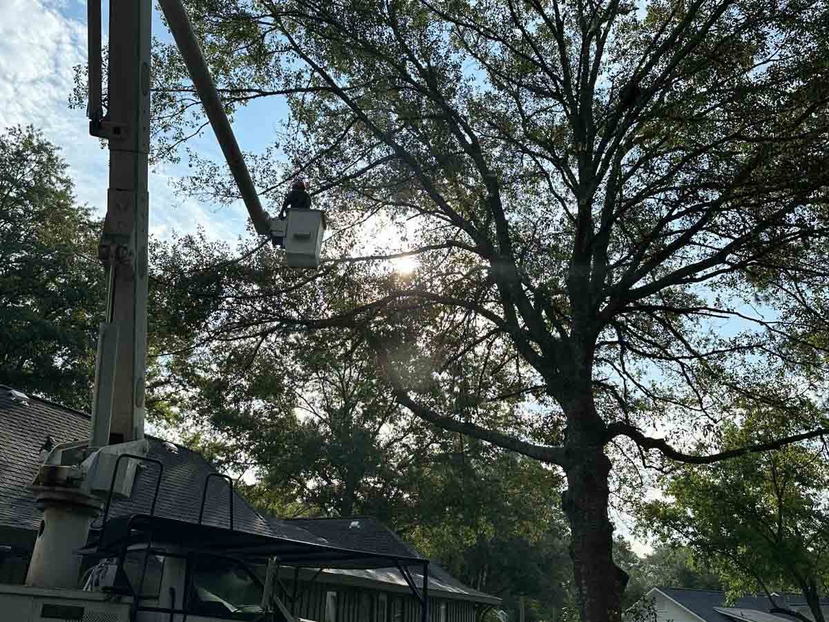 El Costeño Tree Service LLC